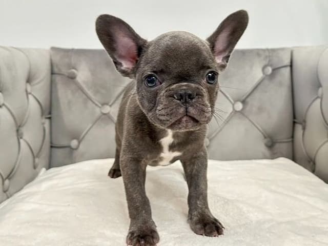 French Bulldog Puppies media 4