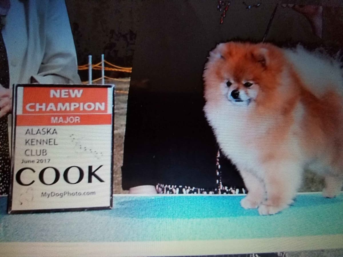 MOUNTAIN VALLEY POMS breeder image 1