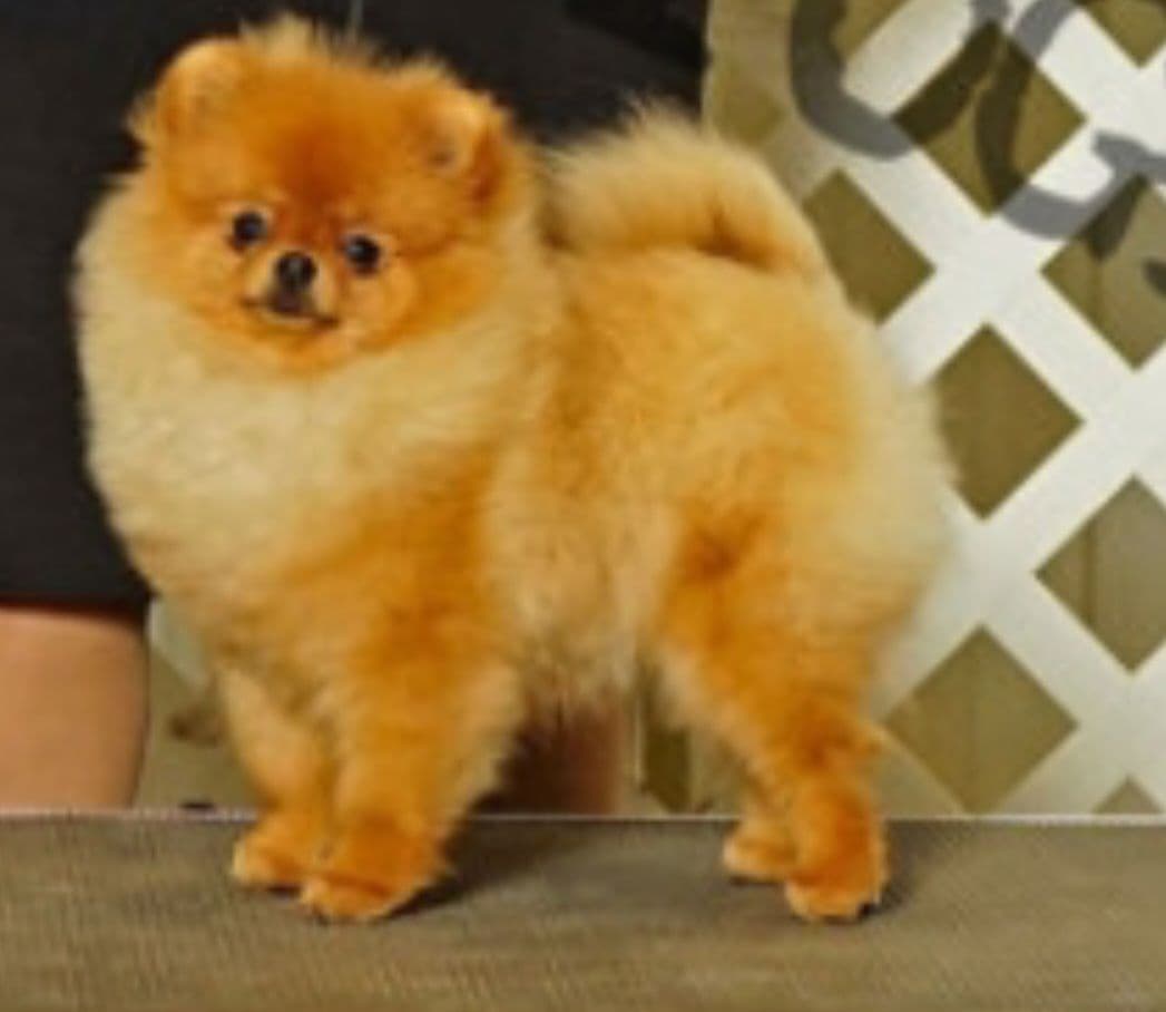MOUNTAIN VALLEY POMS breeder image 2