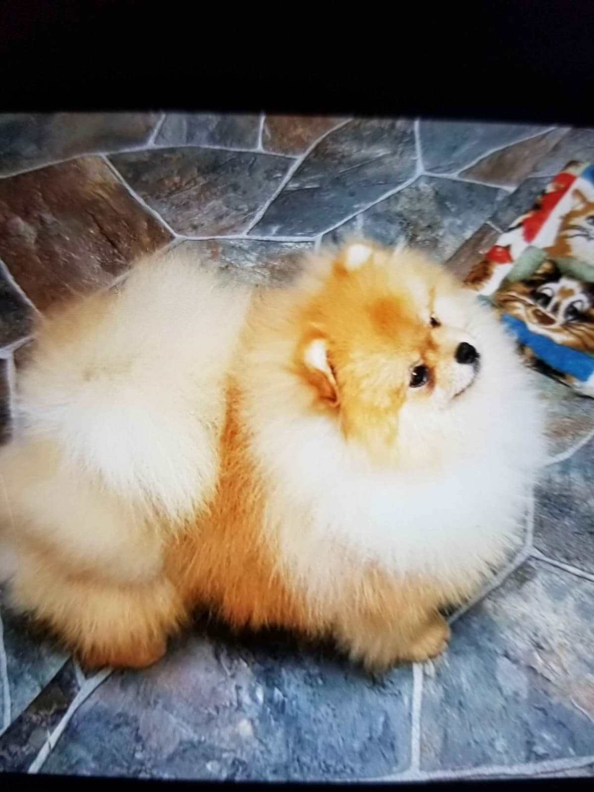 MOUNTAIN VALLEY POMS breeder image 5