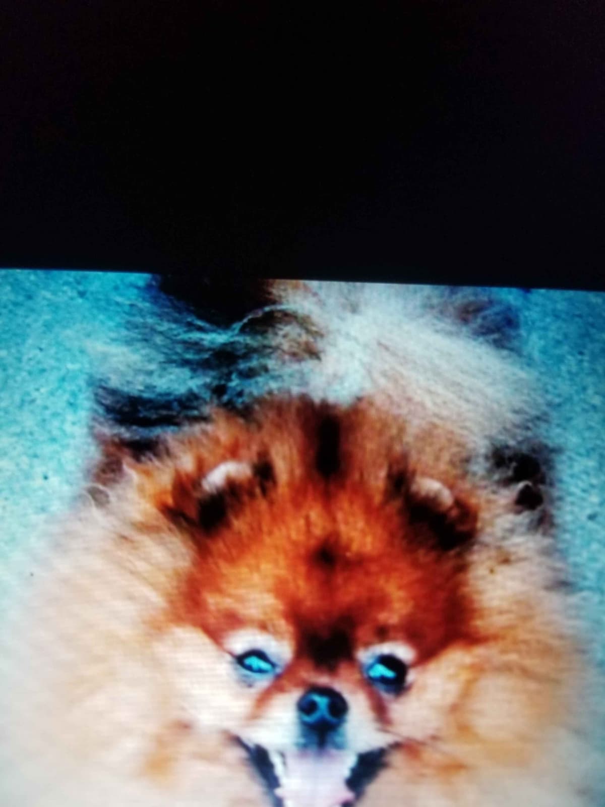 MOUNTAIN VALLEY POMS breeder image 6