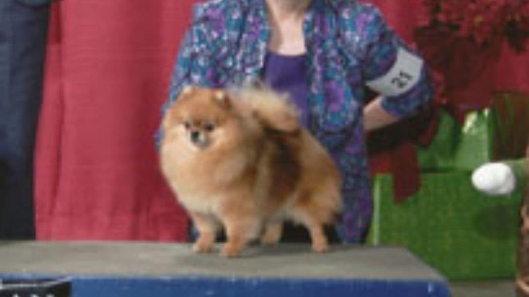 MOUNTAIN VALLEY POMS breeder image 10