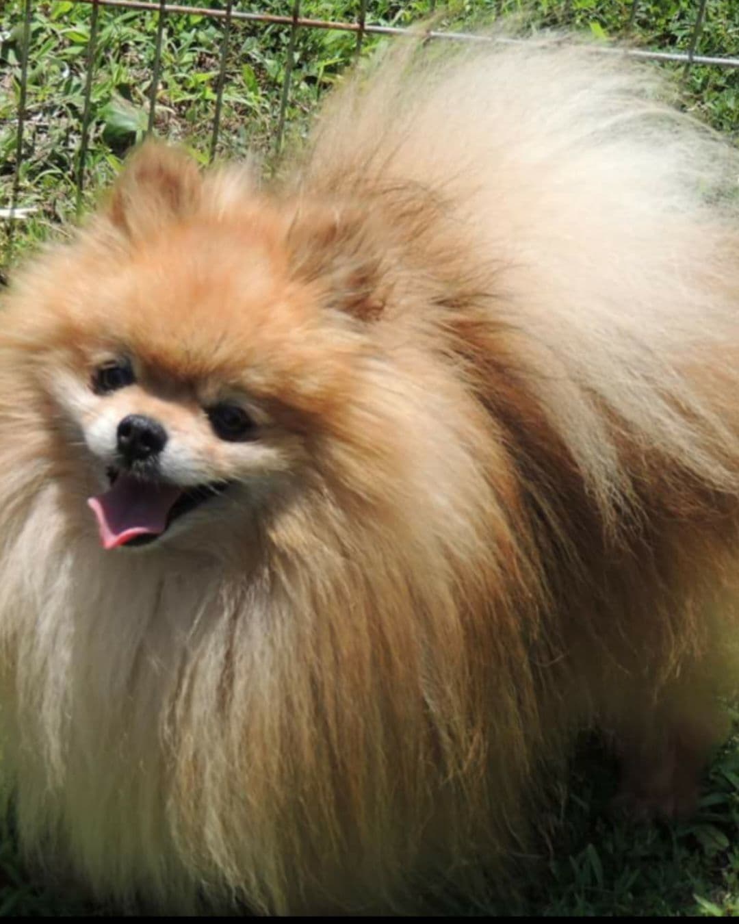 MOUNTAIN VALLEY POMS breeder image 11