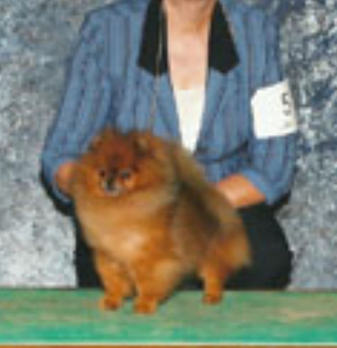 MOUNTAIN VALLEY POMS breeder image 12