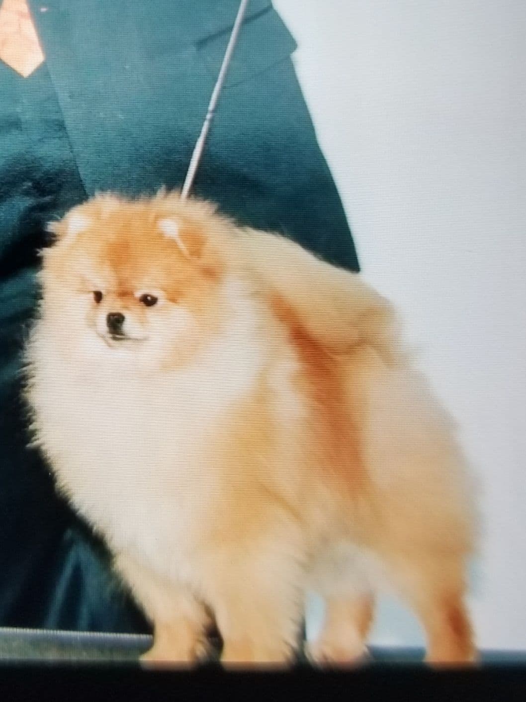 MOUNTAIN VALLEY POMS breeder image 14