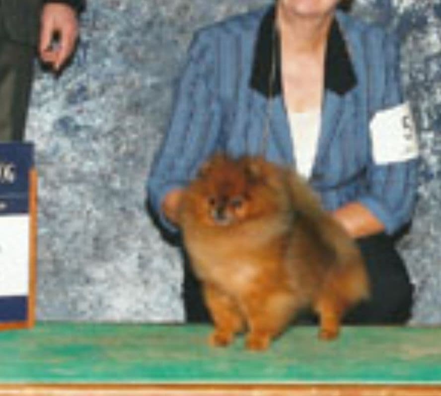 MOUNTAIN VALLEY POMS breeder image 13