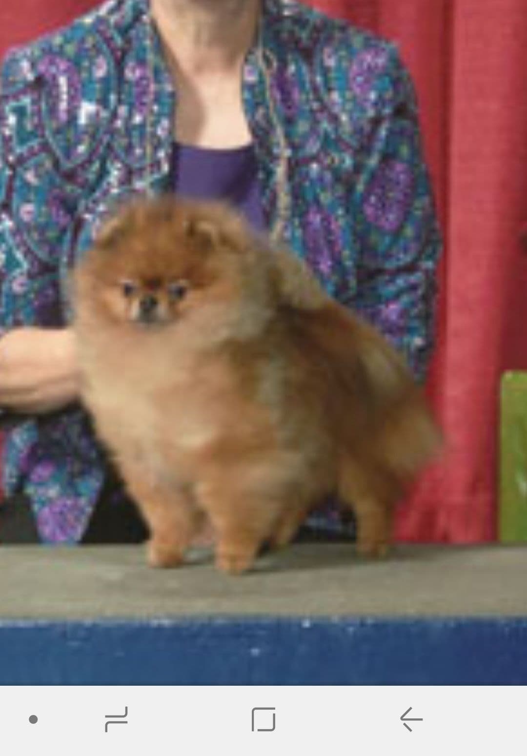 MOUNTAIN VALLEY POMS breeder image 16