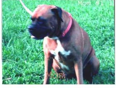 Boxer Puppies media 2