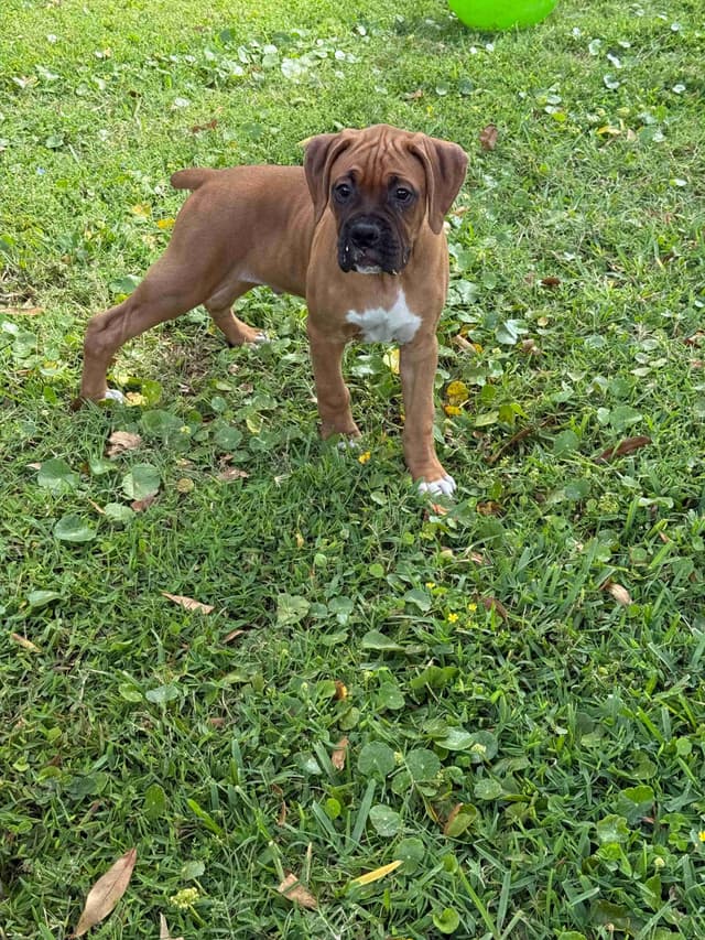 Boxer Puppies media 4