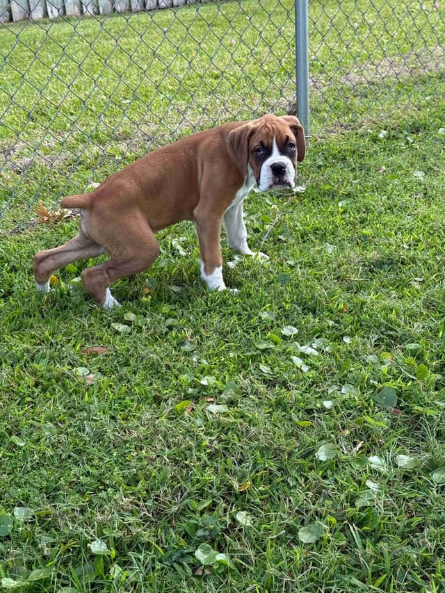 Boxer Puppies media 5