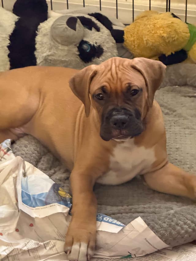 Boxer Puppies media 6