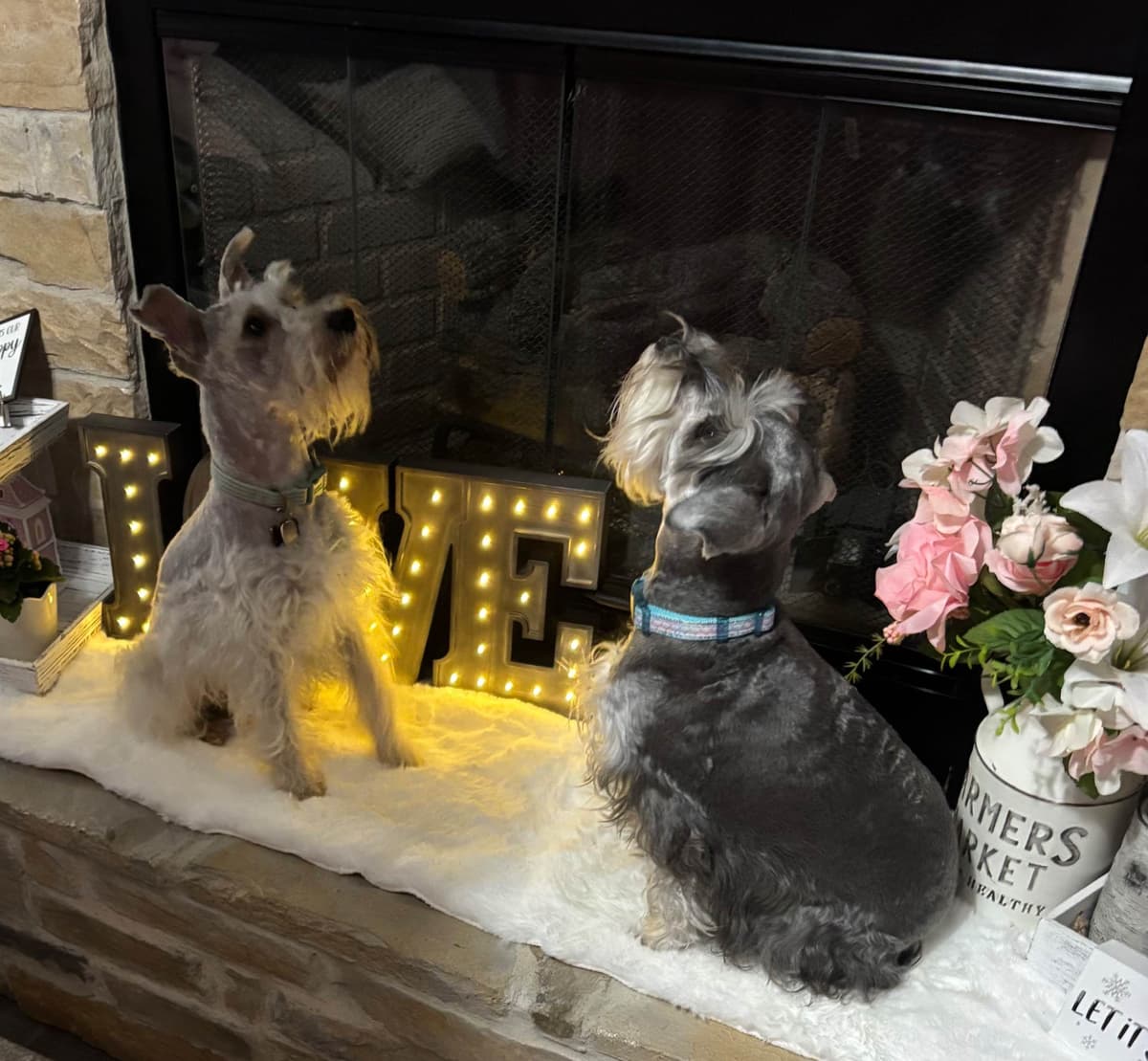 Miniature Schnauzer Puppies breeder image 2