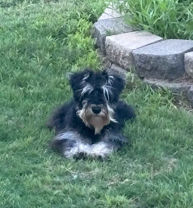 Miniature Schnauzer Puppies media 9
