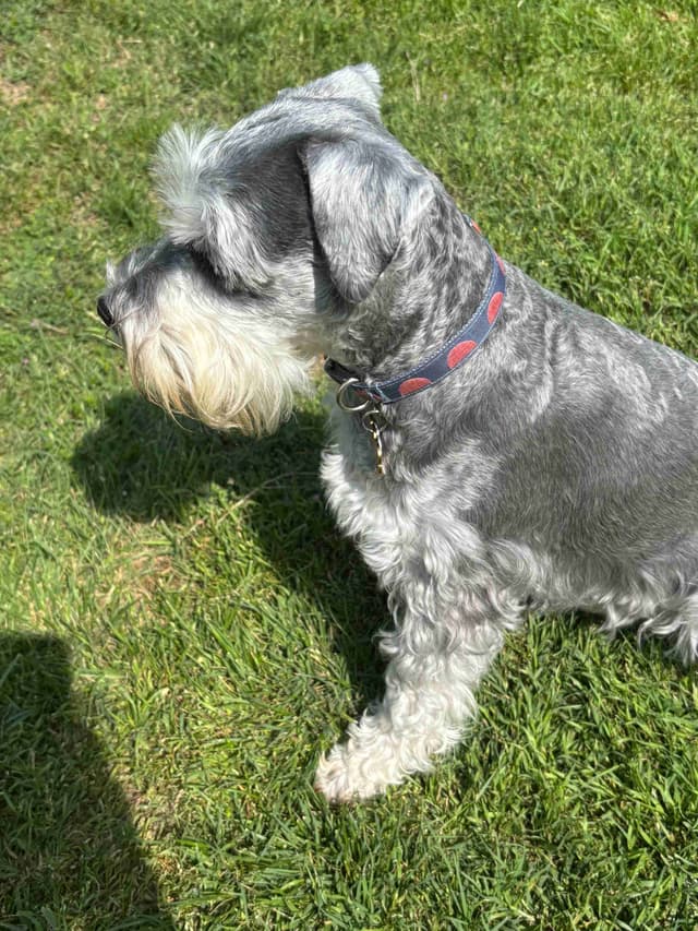 Miniature Schnauzer Puppies media 10