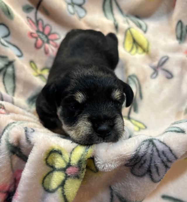 Miniature Schnauzer Puppies media 4
