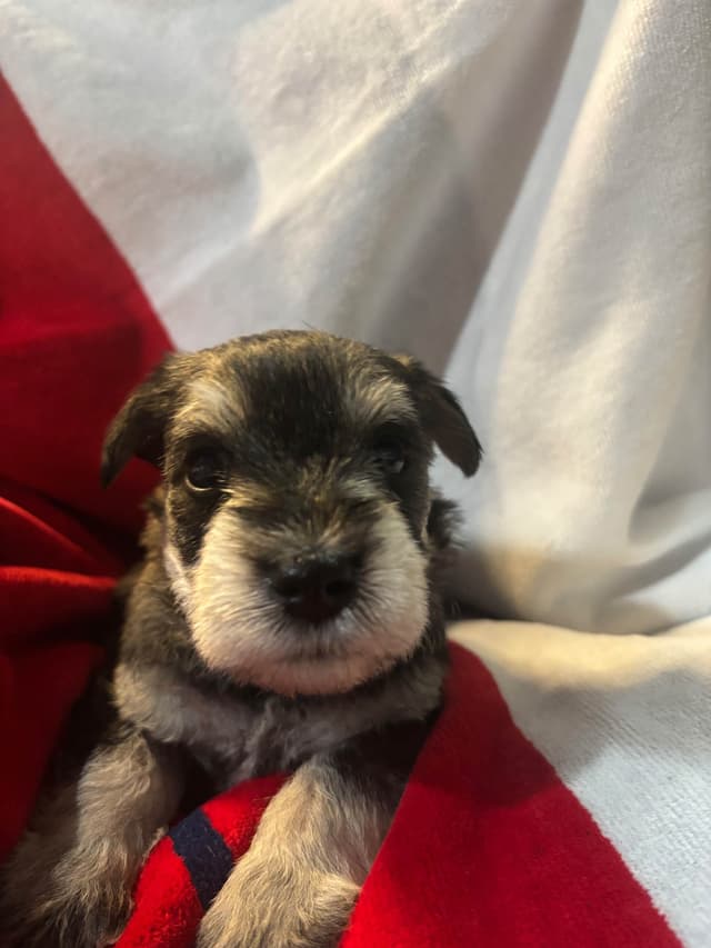 Miniature Schnauzer Puppies media 11