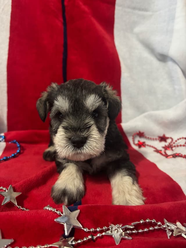 Miniature Schnauzer Puppies media 12