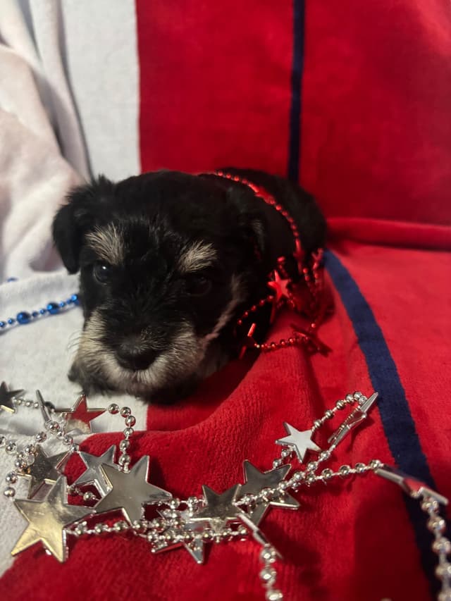 Miniature Schnauzer Puppies media 5