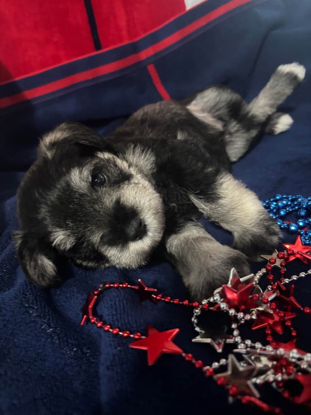 Miniature Schnauzer Puppies media 7