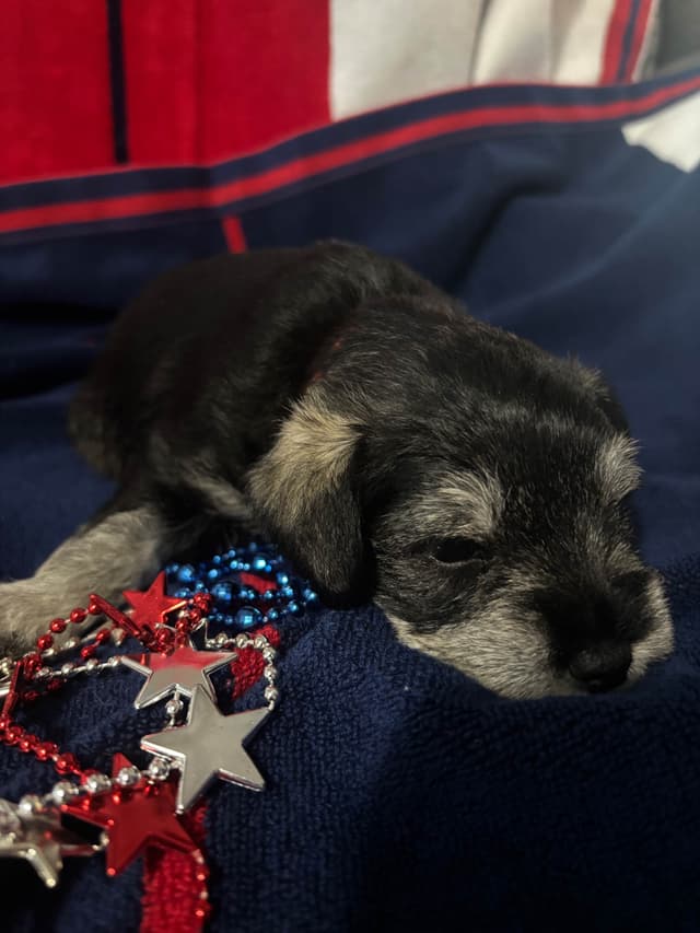 Miniature Schnauzer Puppies media 8