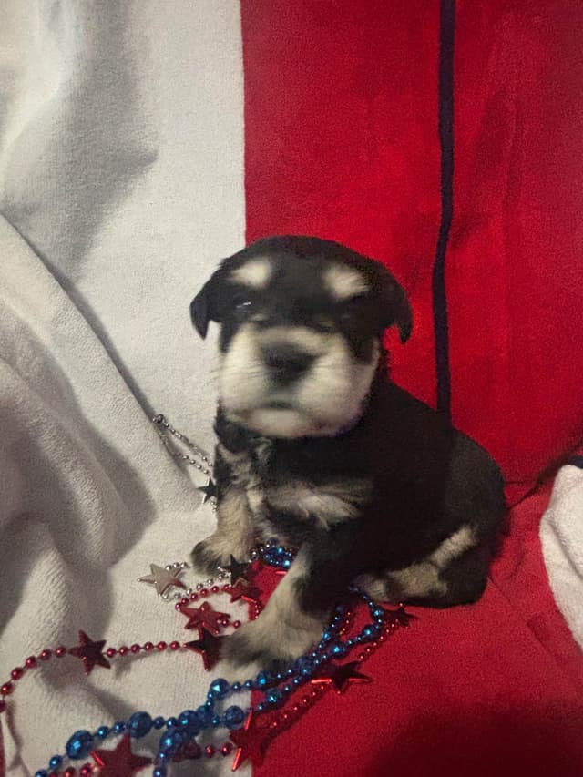 Miniature Schnauzer Puppies media 2