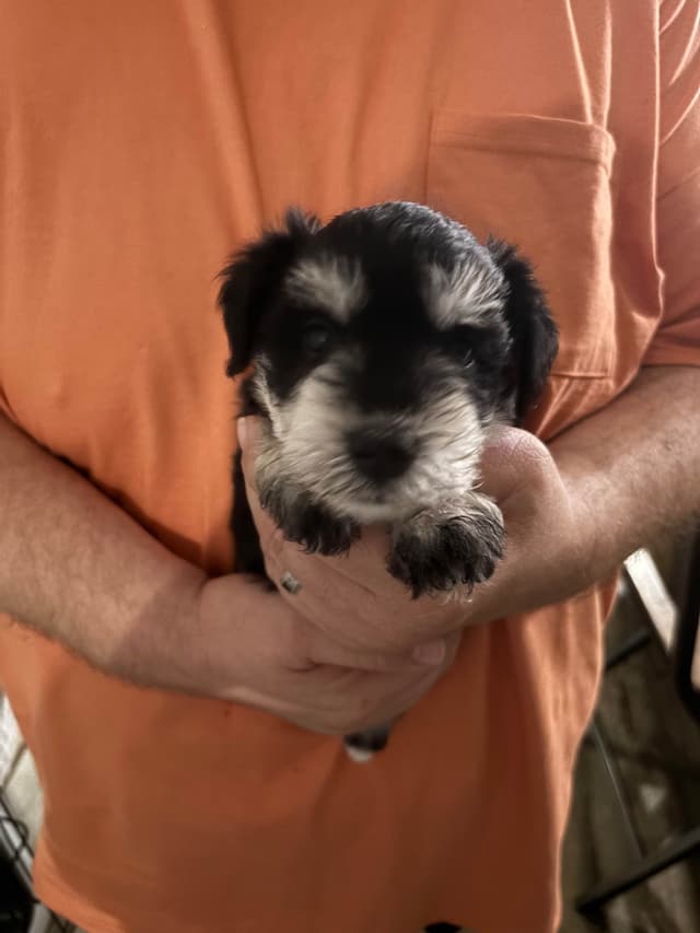 Miniature Schnauzer Puppies media 13