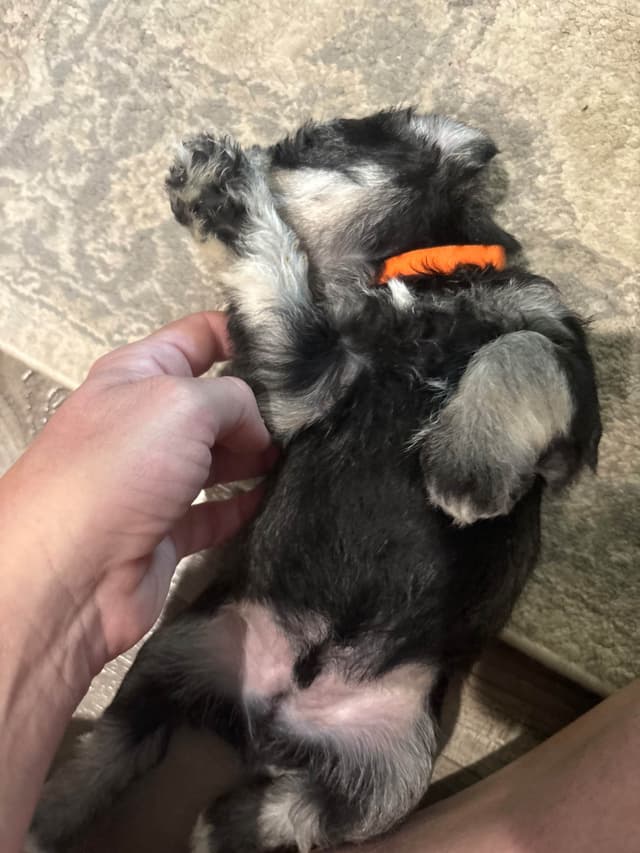 Miniature Schnauzer Puppies media 6
