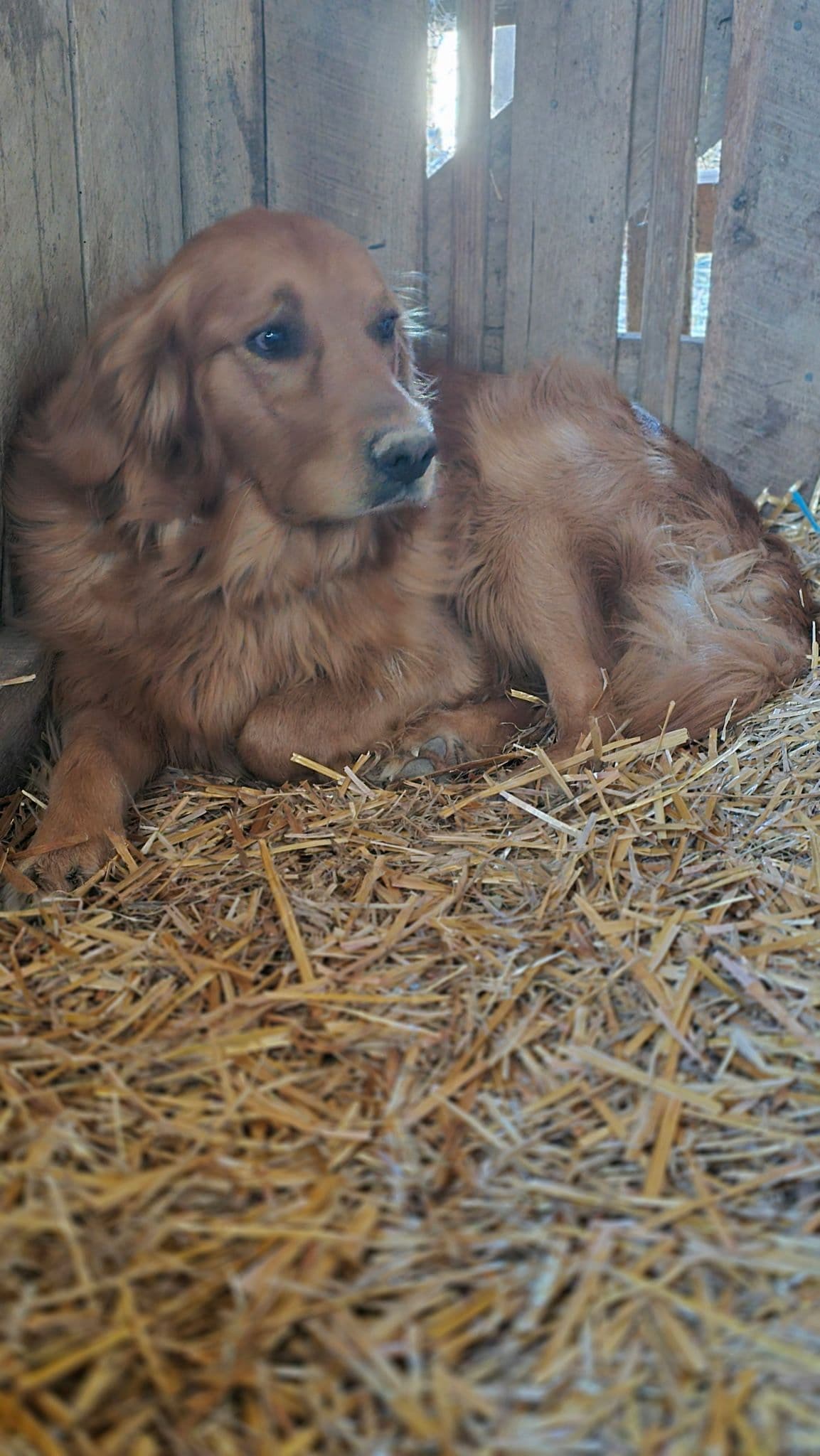 Golden Retriever Puppies breeder image 1