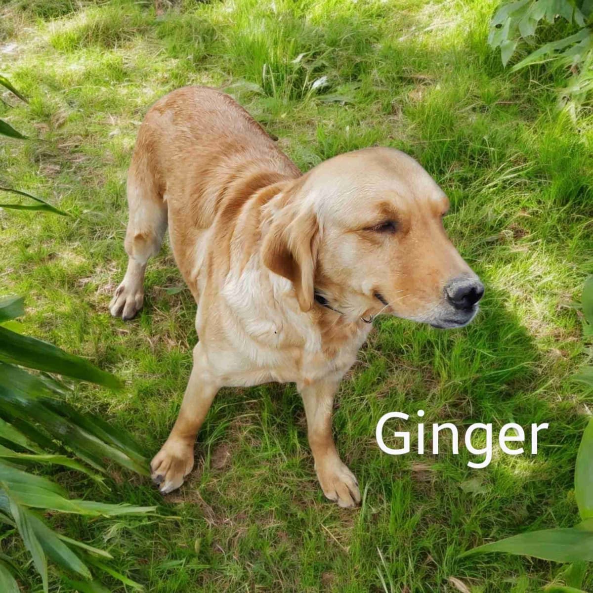 Golden Retriever Puppies breeder image 2