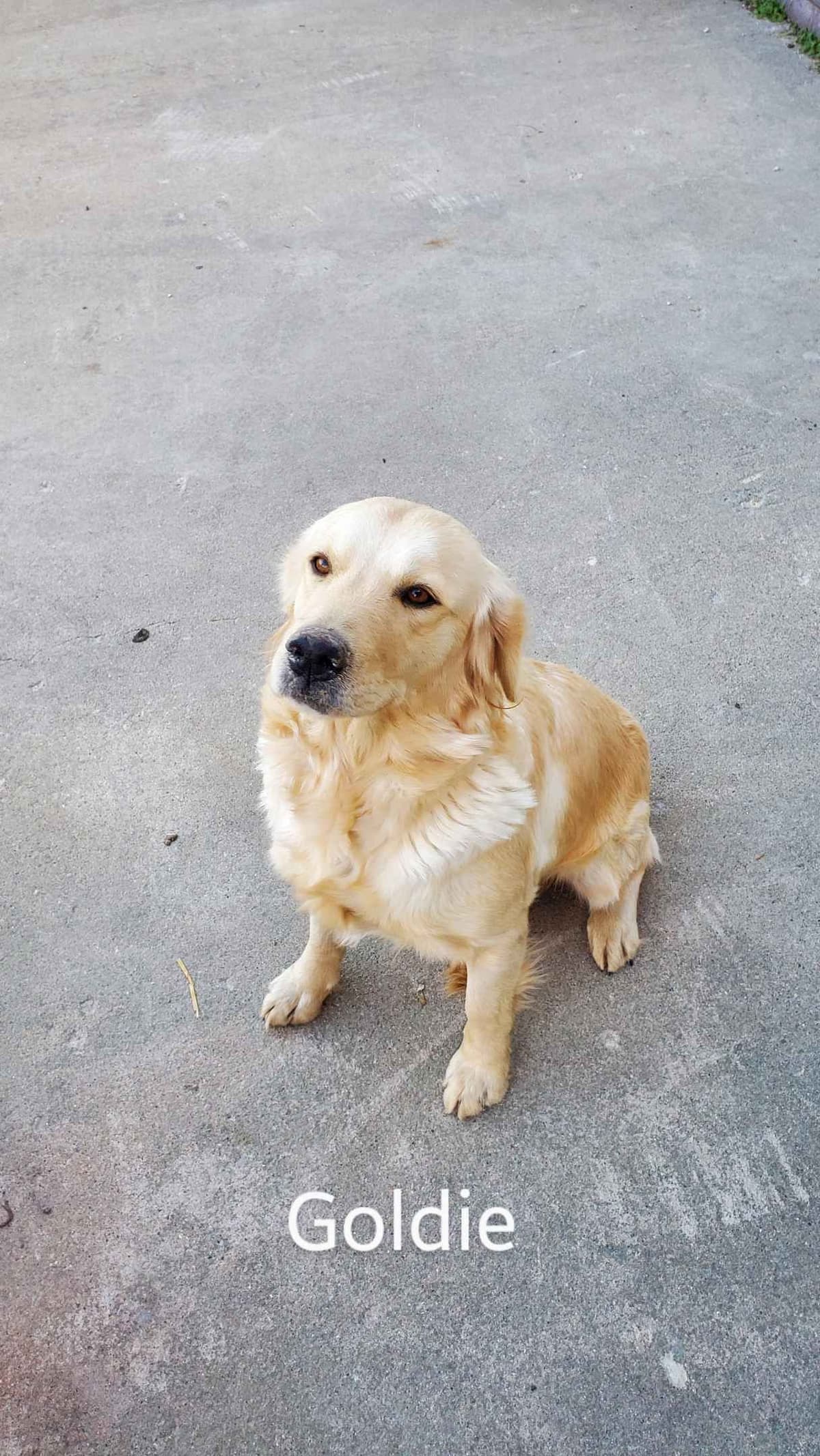 Golden Retriever Puppies breeder image 3