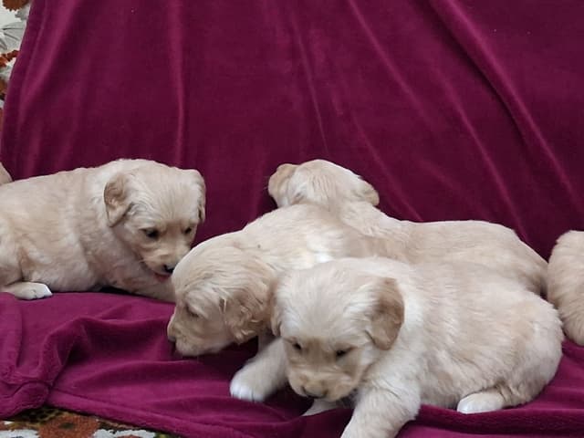 Golden Retriever Puppies media 2