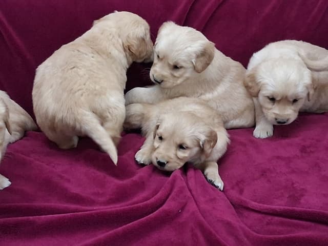 Golden Retriever Puppies media 4