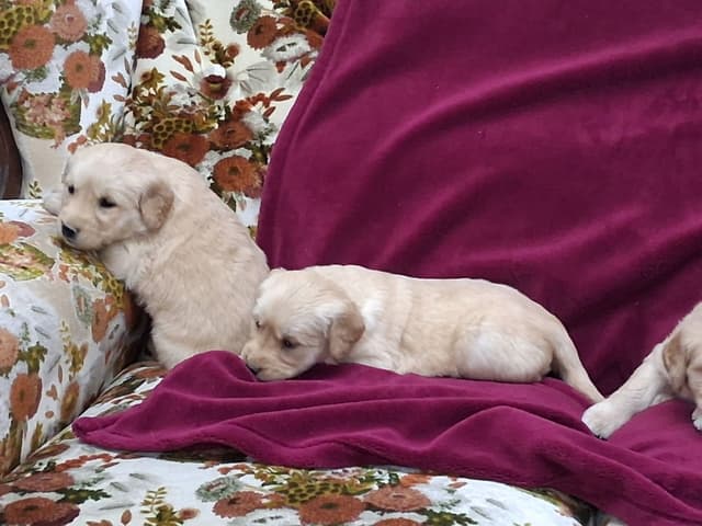 Golden Retriever Puppies media 5