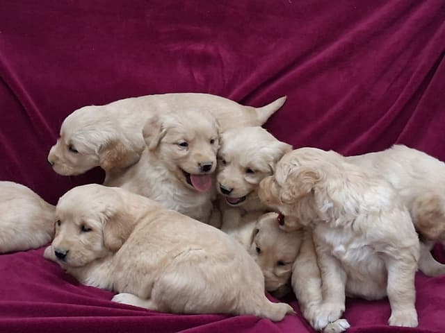 Golden Retriever Puppies media 3