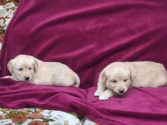 Golden Retriever Puppies media 8