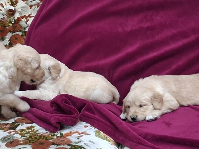 Golden Retriever Puppies media 7