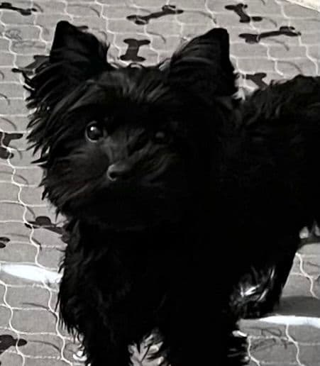 Yorkshire Terrier Puppies breeder image 1