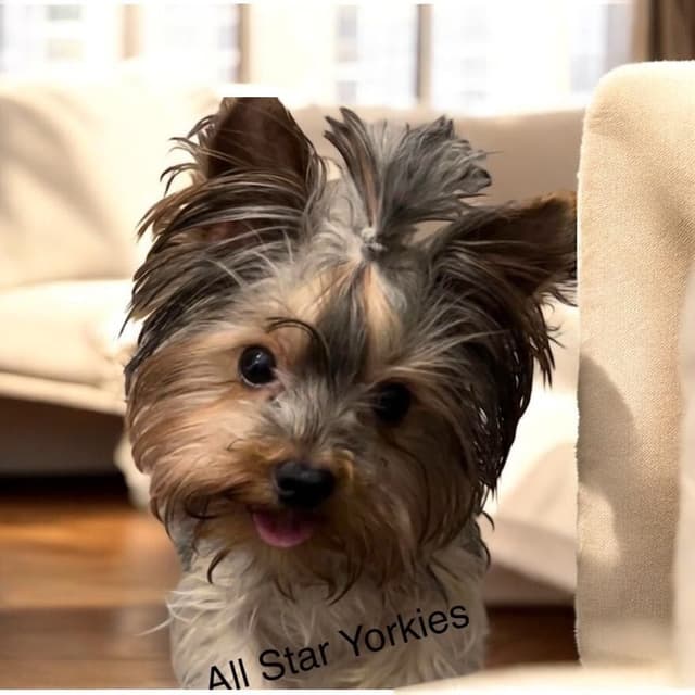 Yorkshire Terrier Puppies media 2
