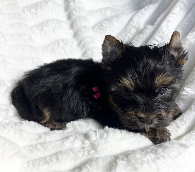 Yorkshire Terrier Puppies media 3