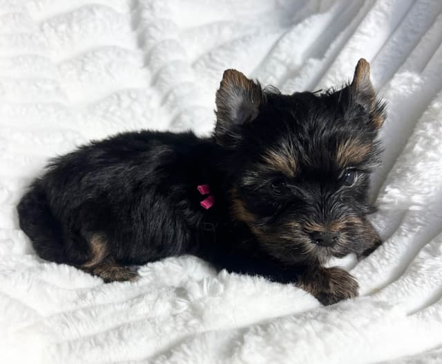 Yorkshire Terrier Puppies media 4