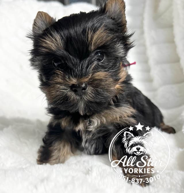 Yorkshire Terrier Puppies media 5
