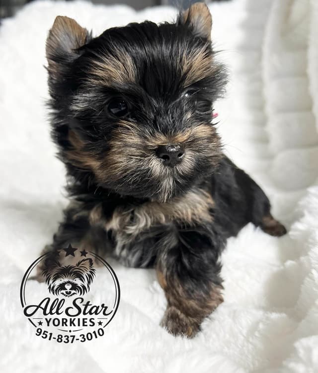 Yorkshire Terrier Puppies media 6