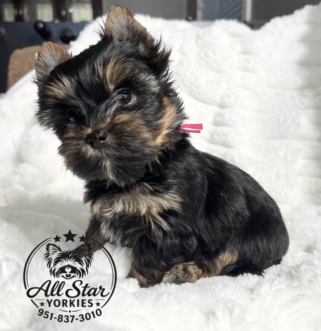 Yorkshire Terrier Puppies media 7