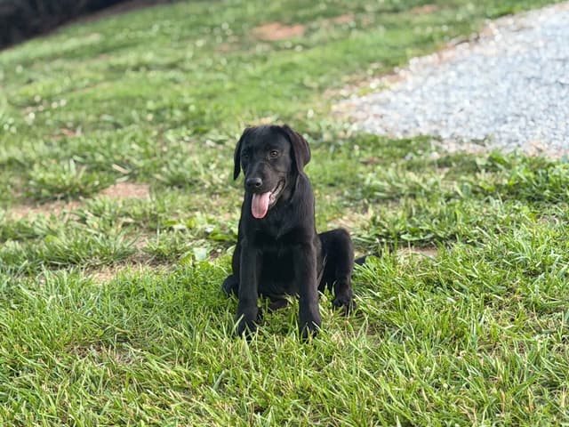 Labrador Retriever Puppies media 2