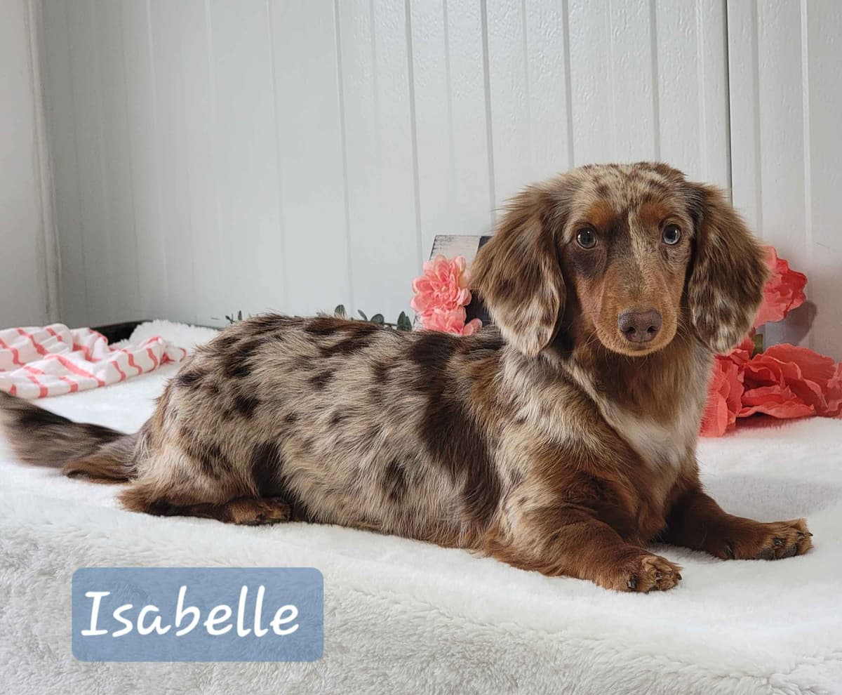 Dachshund Puppies breeder image 1