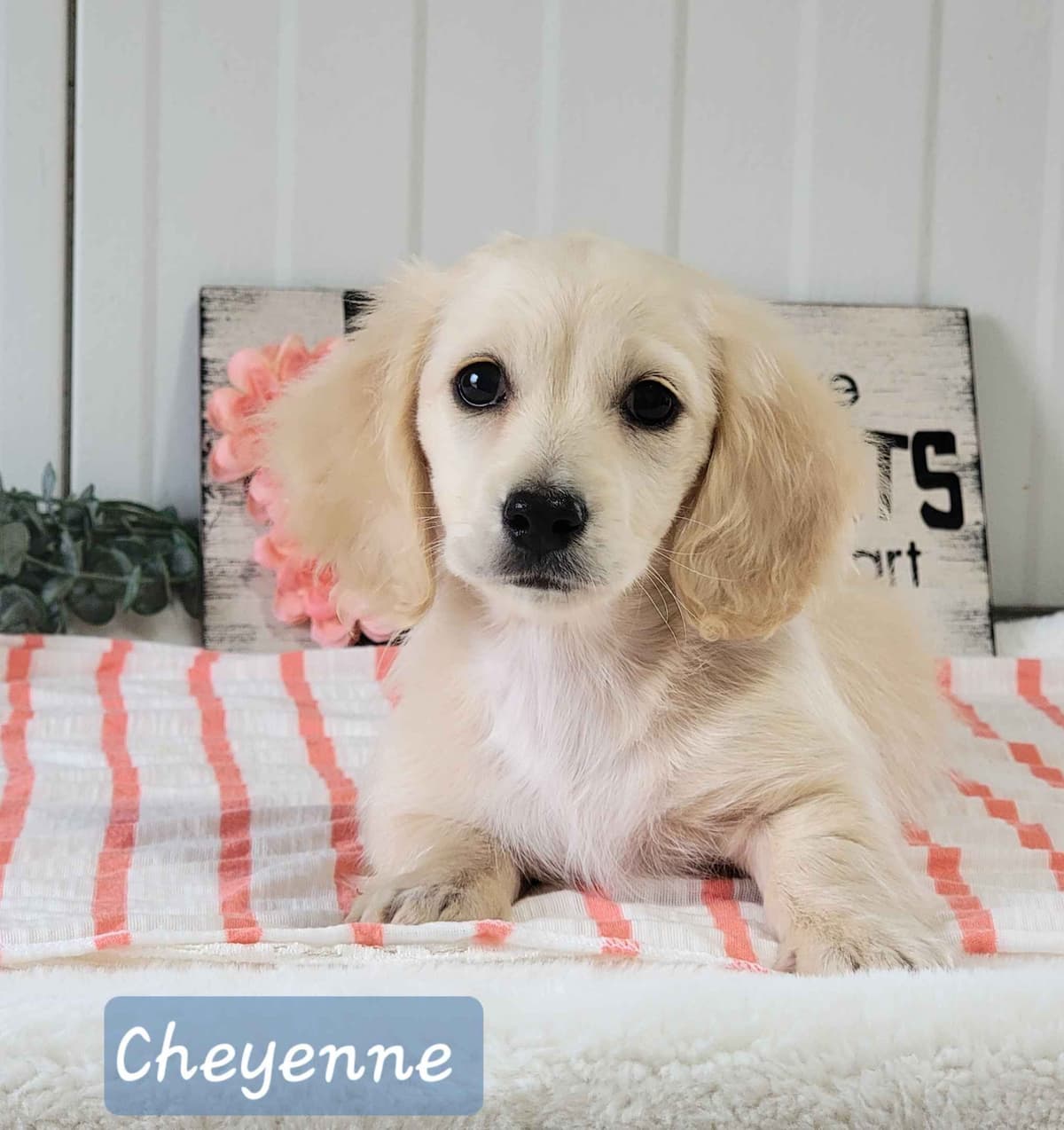 Dachshund Puppies breeder image 3