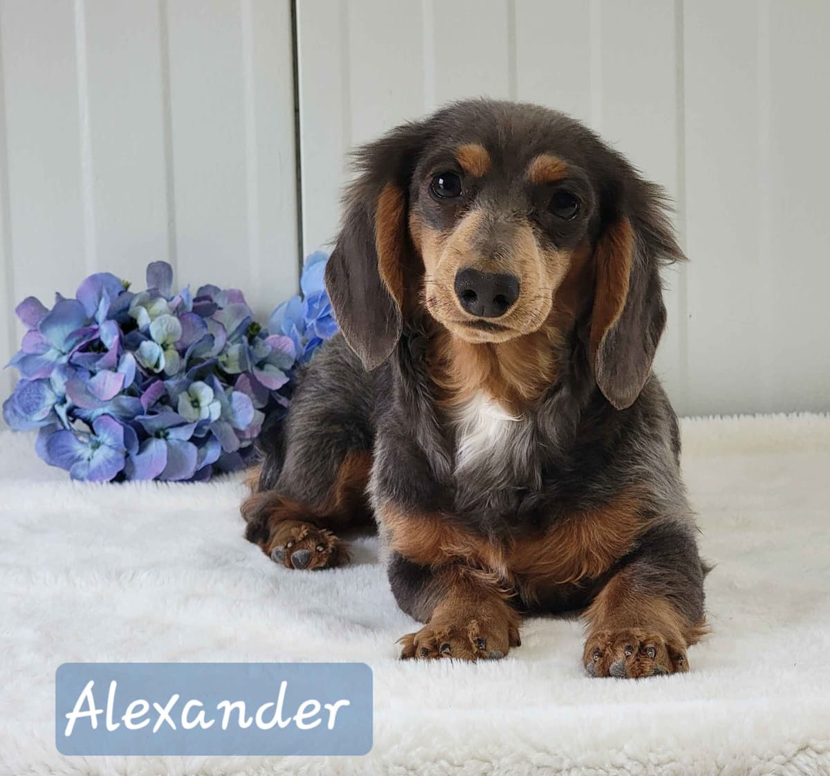 Dachshund Puppies breeder image 4