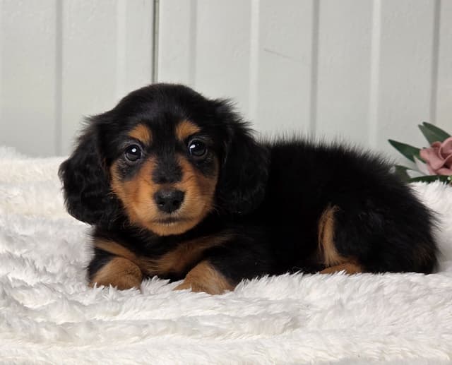 Dachshund Puppies media 2