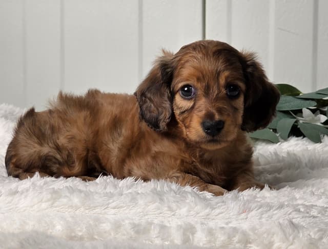 Dachshund Puppies media 3