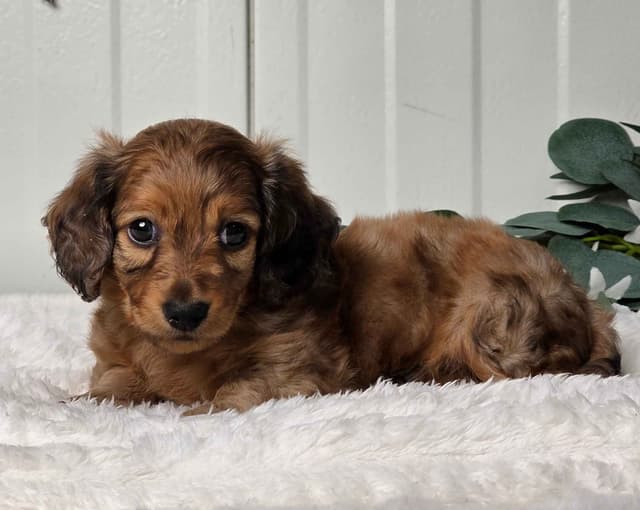 Dachshund Puppies media 4